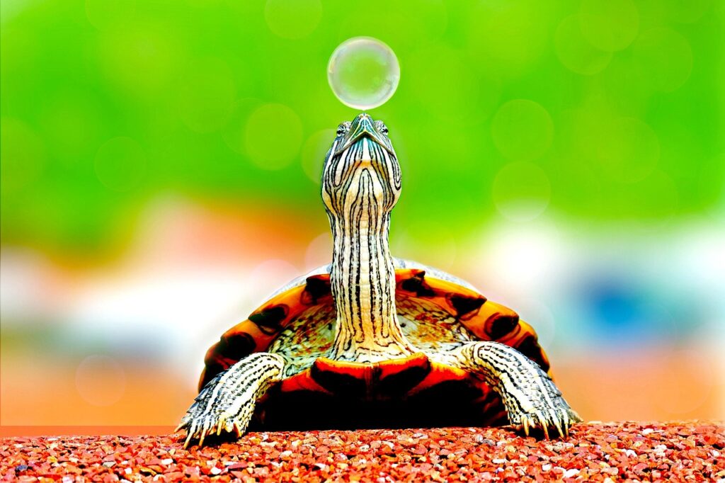 animal, turtle, bubble, reptile, turtle shell, animal world, wildlife, wildlife photography, nature, close up, turtle, turtle, turtle, turtle, turtle